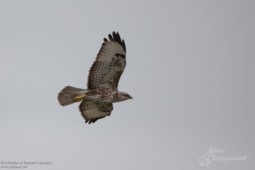 Common Buzzardimmature, Flight