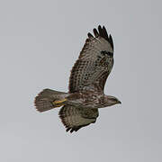 Common Buzzard