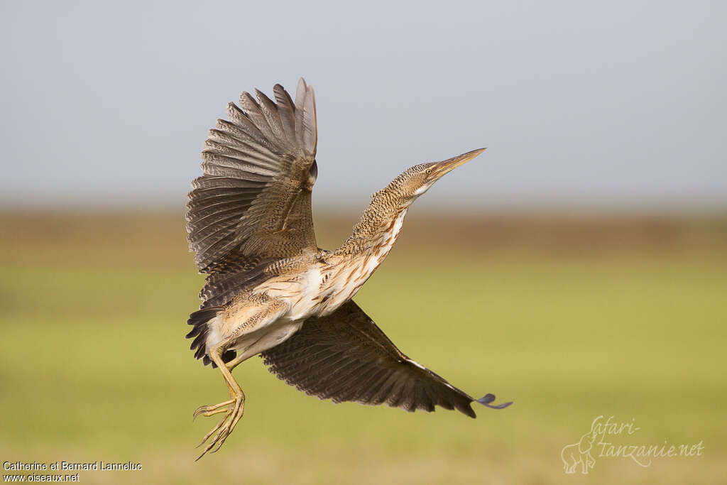 Pinnated Bitternadult, Flight