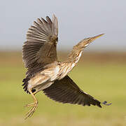 Pinnated Bittern