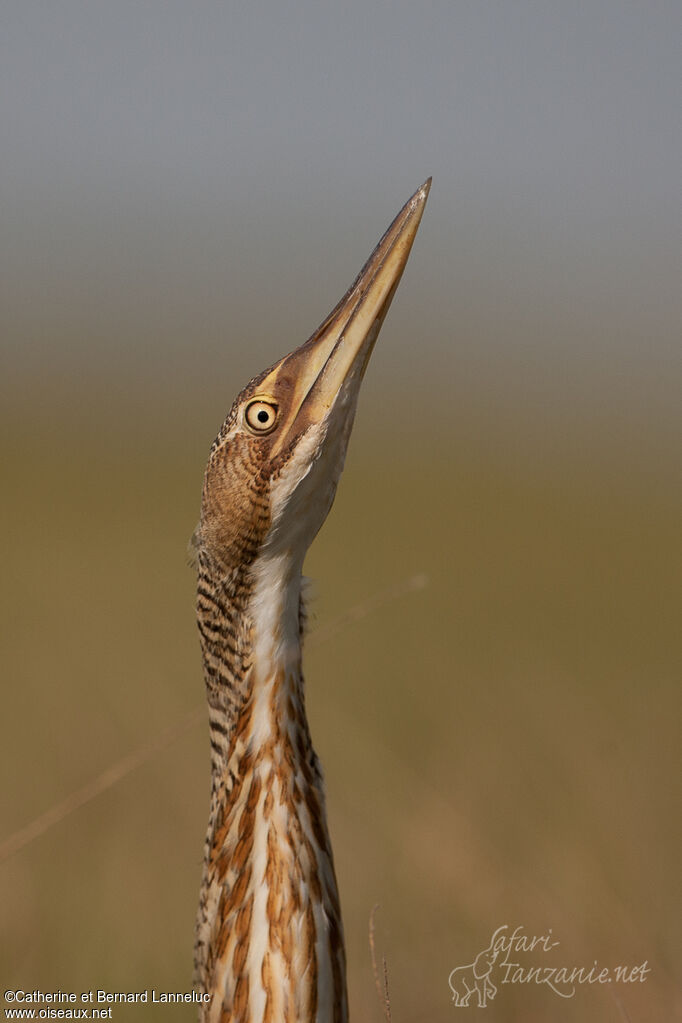 Pinnated Bitternadult, close-up portrait, Behaviour