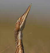 Pinnated Bittern