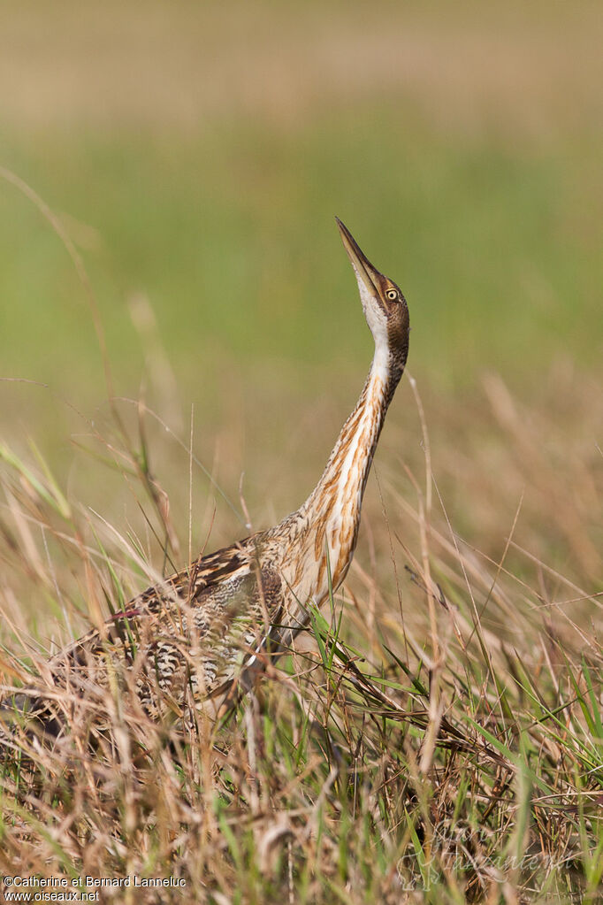 Pinnated Bitternadult, Behaviour