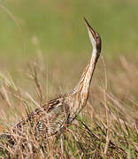 Pinnated Bittern