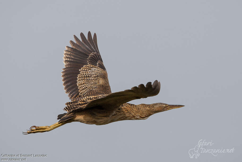 Pinnated Bitternadult, Flight