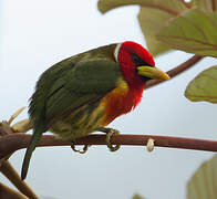 Red-headed Barbet