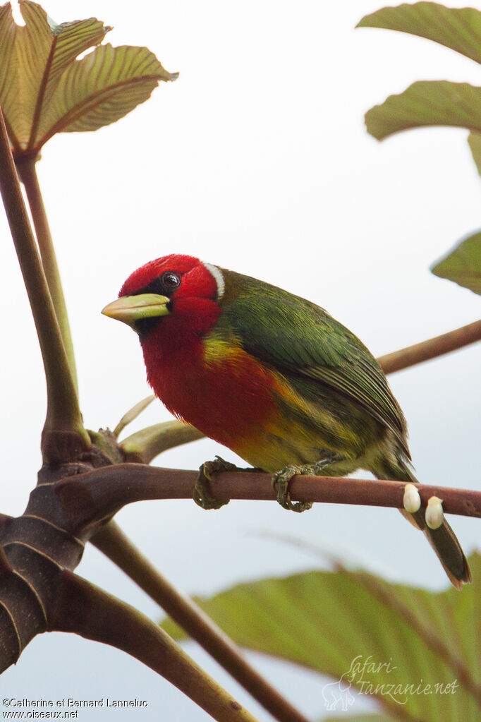 Cabézon à tête rouge mâle adulte, identification