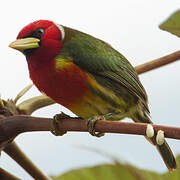 Red-headed Barbet