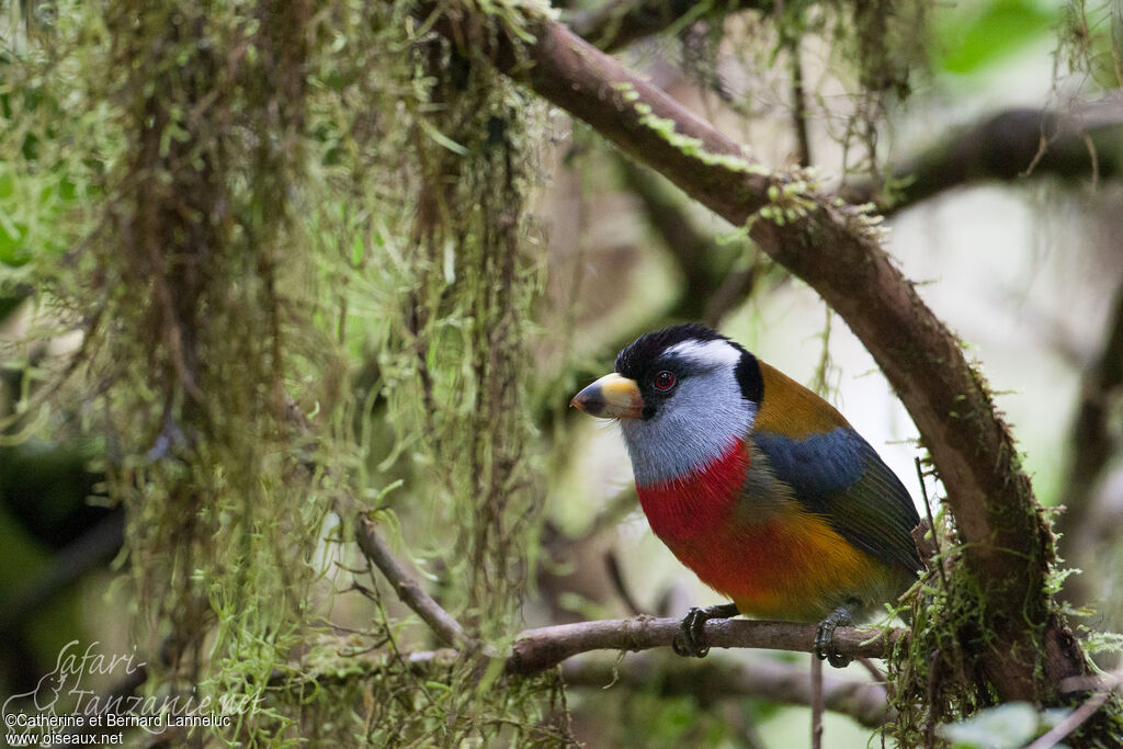 Toucan Barbetadult, habitat, Behaviour