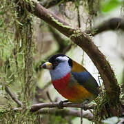 Toucan Barbet