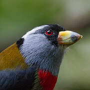 Toucan Barbet