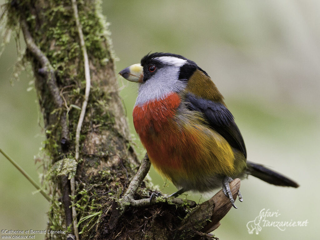 Toucan Barbetadult, identification