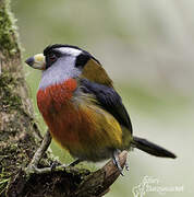 Toucan Barbet