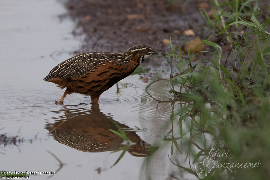 Harlequin Quail male adult, habitat