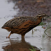 Harlequin Quail