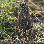 Harlequin Quail