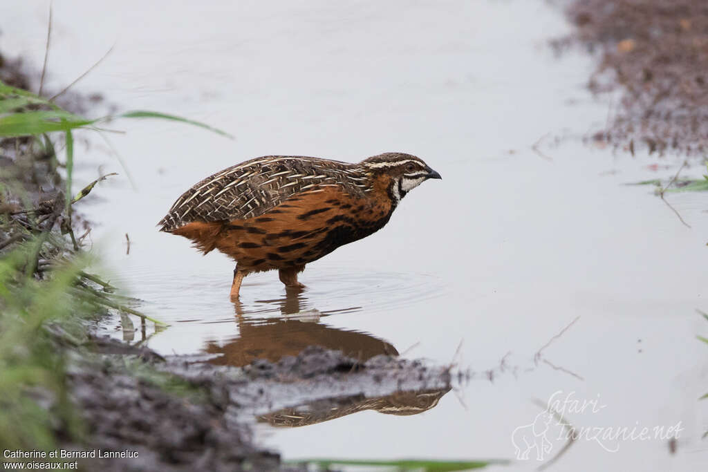 Harlequin Quail male adult, identification