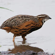 Harlequin Quail