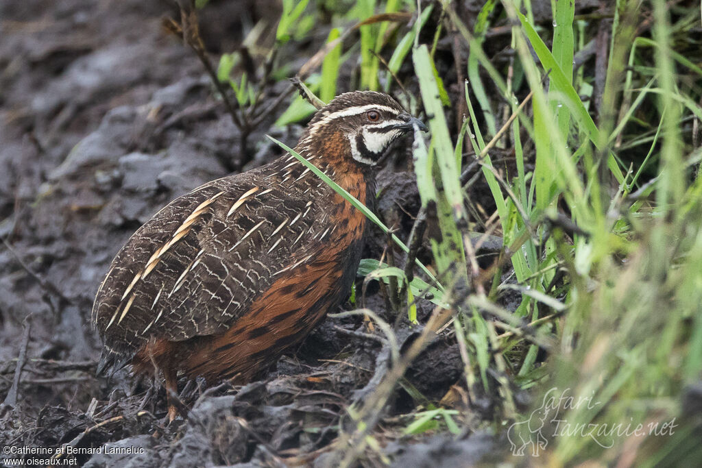 Harlequin Quail, identification