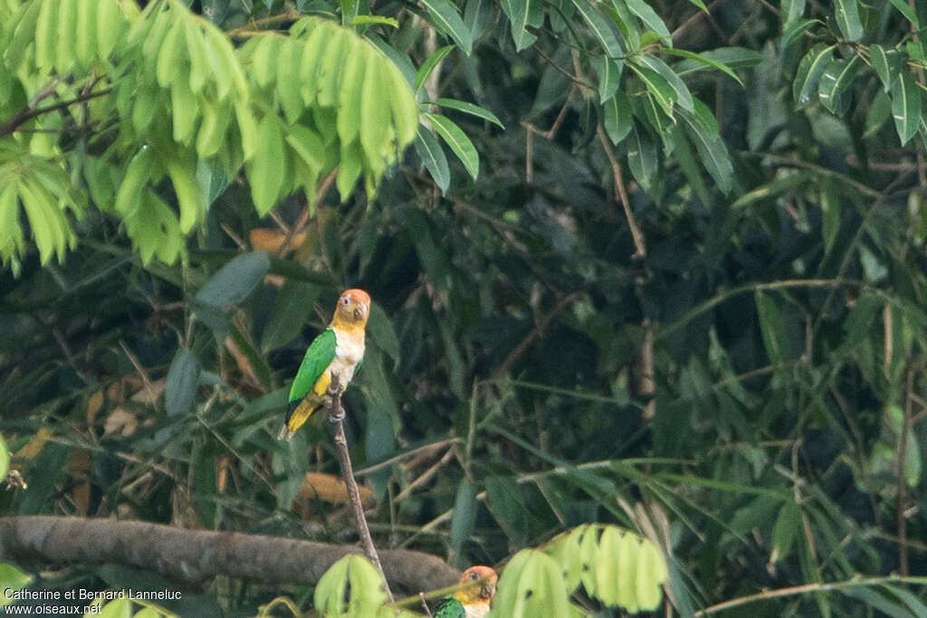 White-bellied Parrotadult, habitat, pigmentation