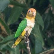 White-bellied Parrot