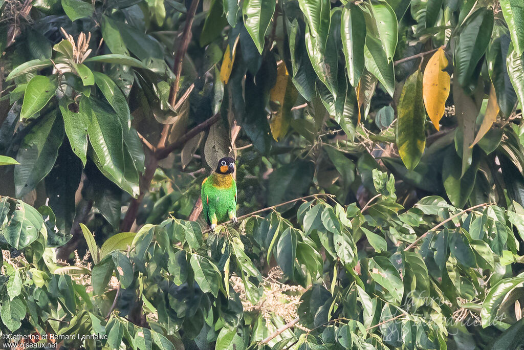 Orange-cheeked Parrotadult