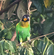 Orange-cheeked Parrot