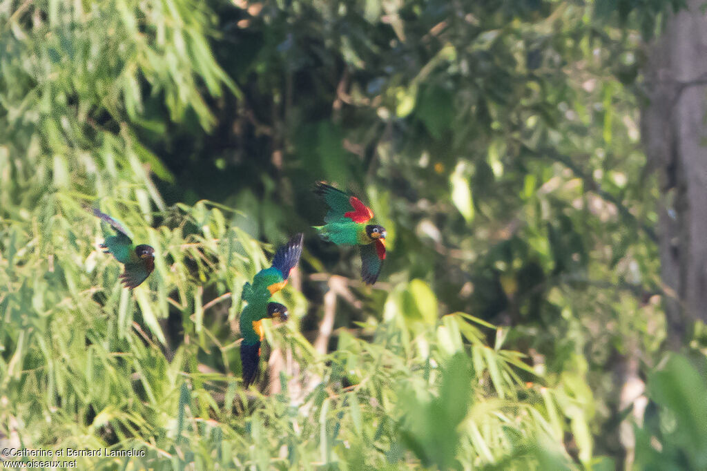 Orange-cheeked Parrotadult, Flight