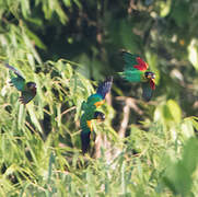 Orange-cheeked Parrot