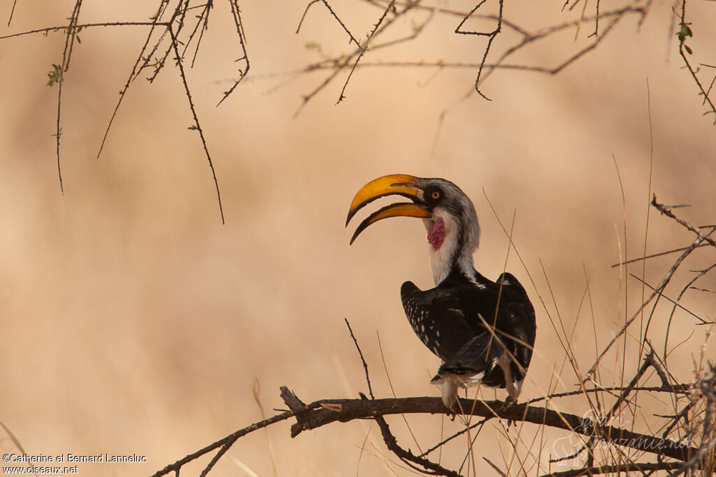 Eastern Yellow-billed Hornbilladult