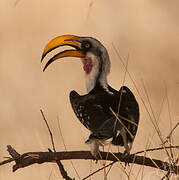 Eastern Yellow-billed Hornbill