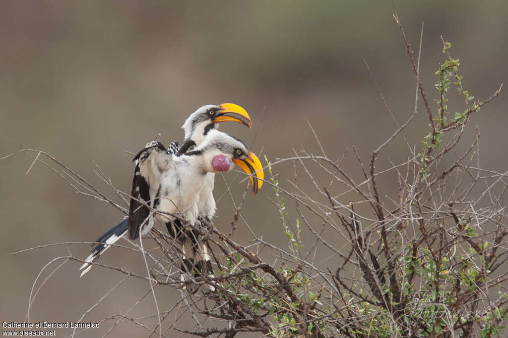 Eastern Yellow-billed Hornbilladult, pigmentation, courting display, Behaviour