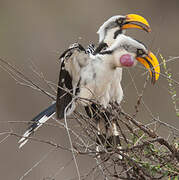 Eastern Yellow-billed Hornbill