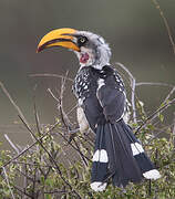 Eastern Yellow-billed Hornbill