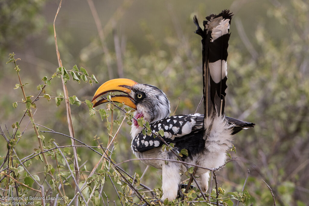 Eastern Yellow-billed Hornbilladult, feeding habits, eats, Behaviour