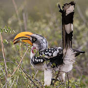 Eastern Yellow-billed Hornbill