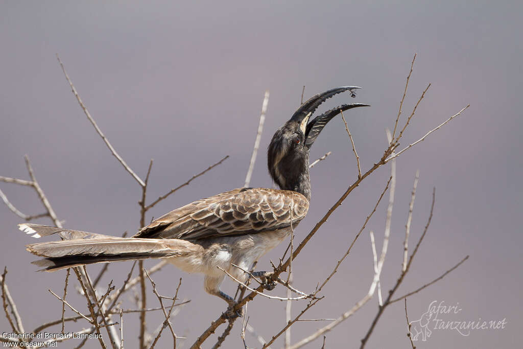 African Grey Hornbill male adult, feeding habits