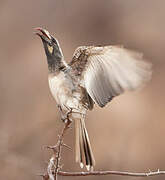 African Grey Hornbill