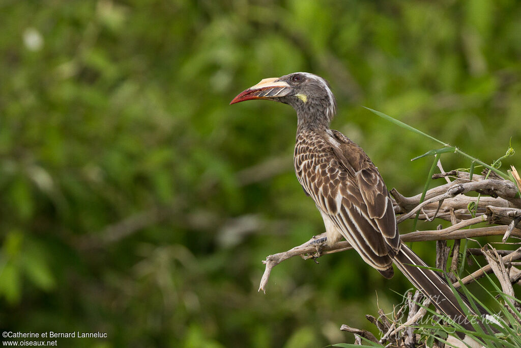 African Grey Hornbill female adult, identification