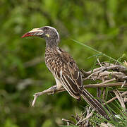 African Grey Hornbill