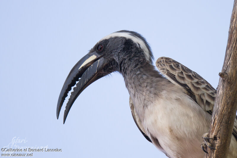 African Grey Hornbill male adult, identification, close-up portrait, aspect