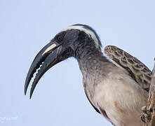 African Grey Hornbill