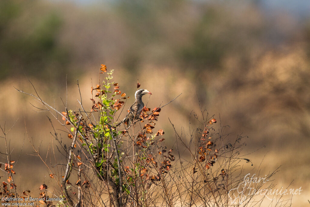 African Grey Hornbill female, habitat