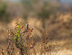 African Grey Hornbill