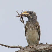 African Grey Hornbill