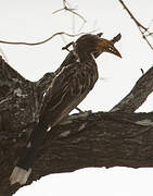 Pale-billed Hornbill