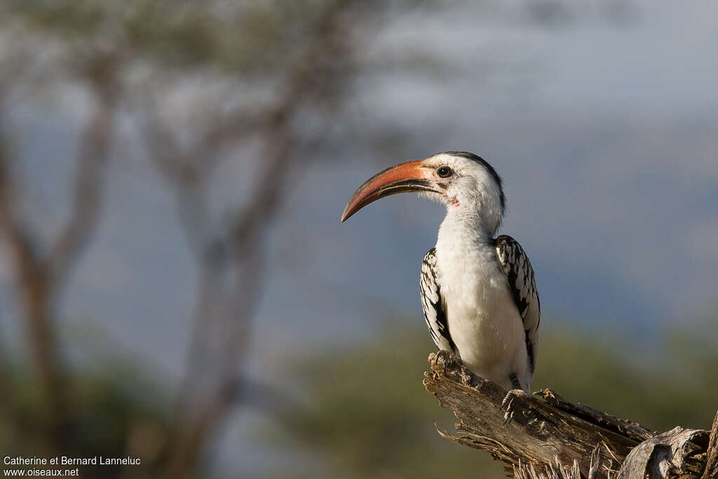 Northern Red-billed Hornbilladult, close-up portrait