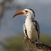 Northern Red-billed Hornbill