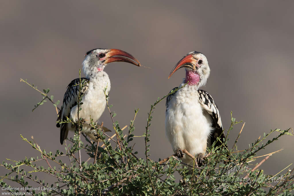 Northern Red-billed Hornbilladult, pigmentation, courting display