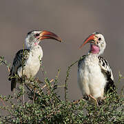 Northern Red-billed Hornbill